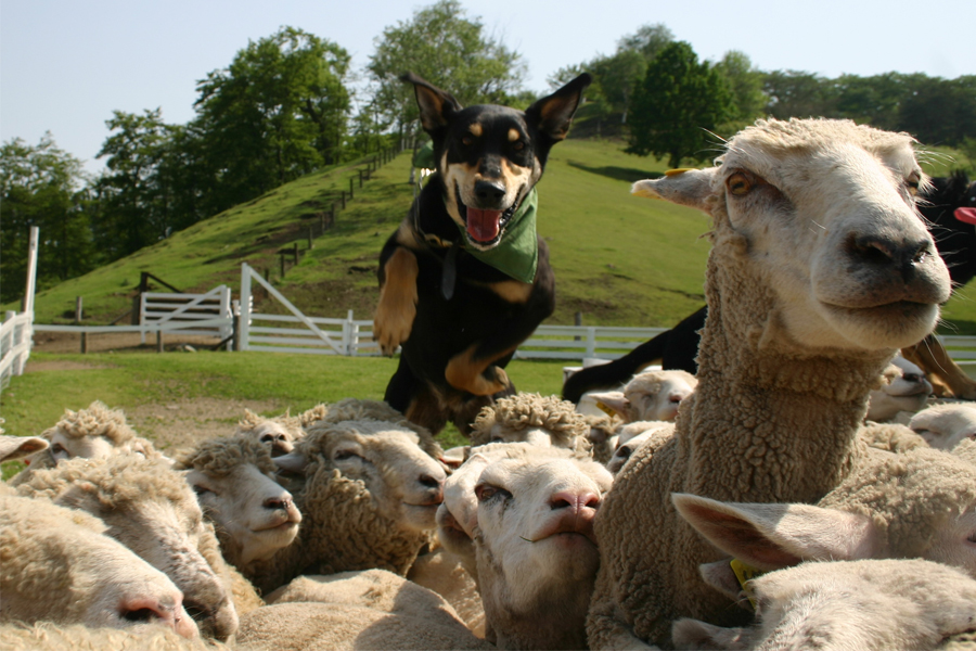 ikahogreenranch-sheepdog-show