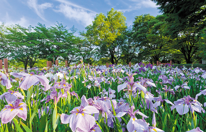 館林花菖蒲園 タウンぐんま