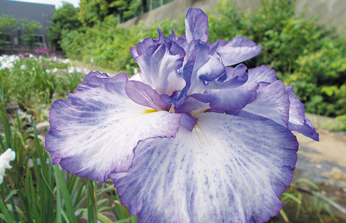 赤堀花しょうぶ園 タウンぐんま