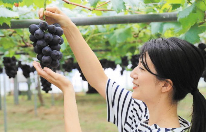 群馬の みなかみフルーツランド モギトーレ でブドウ狩り 9月下旬まで タウンぐんま