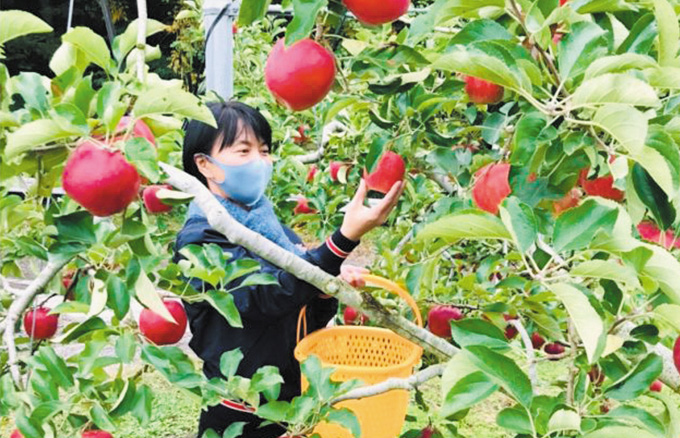 群馬の みなかみフルーツランド モギトーレ でブドウ狩り 9月下旬まで タウンぐんま