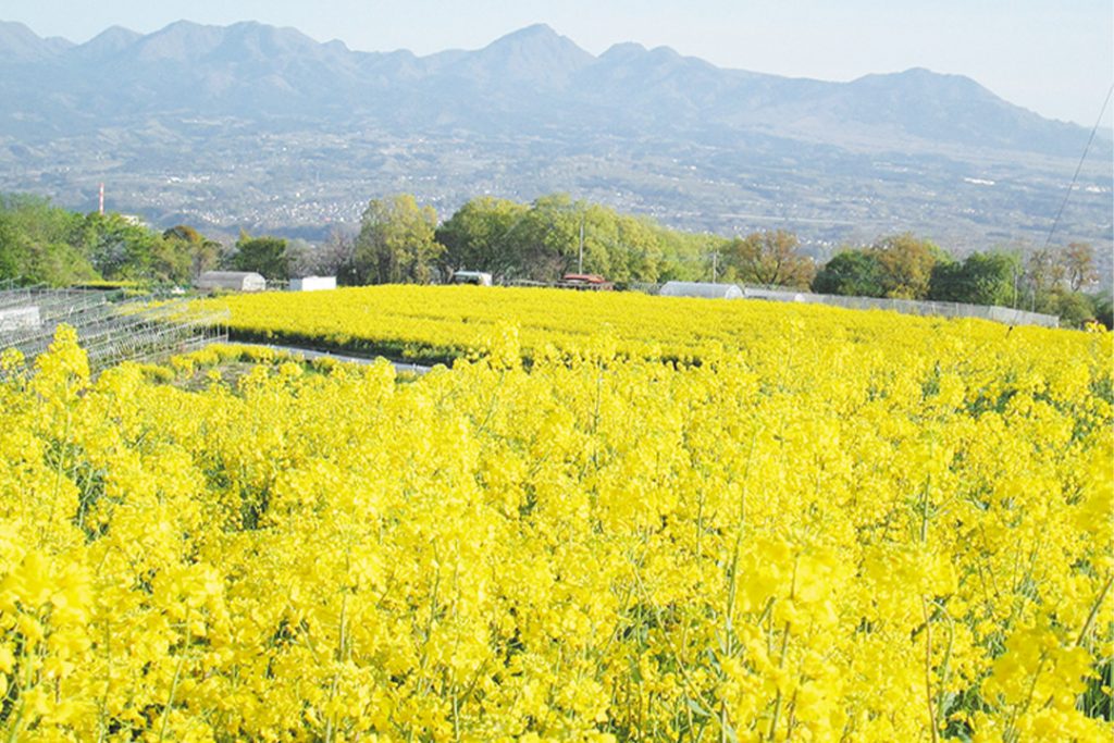〈Event〉鼻高展望花の丘 菜の花祭り | タウンぐんま