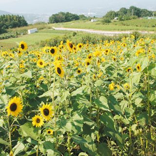 鼻高展望花の丘のヒマワリが見頃 タウンぐんま