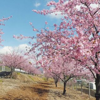 赤城神社参道松並木のツツジが見頃 タウンぐんま