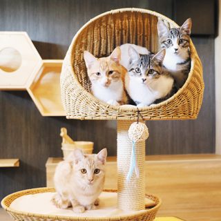 保護猫と触れ合える癒やしの空間 群馬県高崎市にサウナ風の猫カフェオープン タウンぐんま